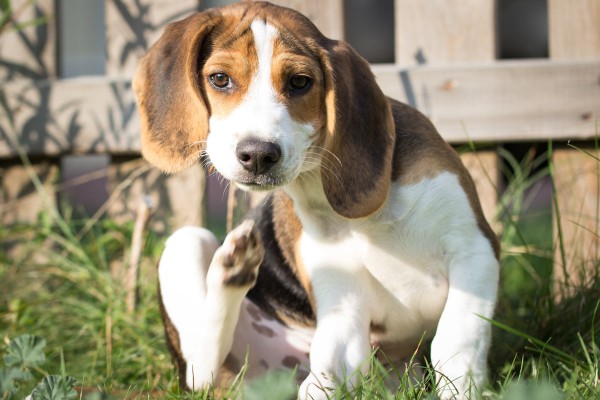 Beaglehund kratzt sich wegen Hundeflöhen im Garten