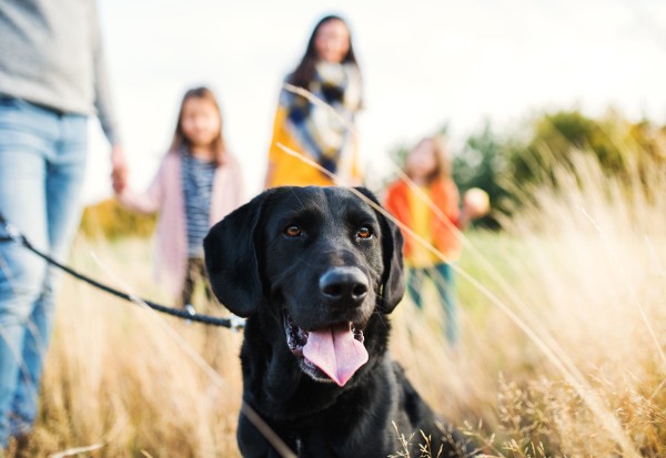 Hund bei Spaziergang mit Familie im freien Feld