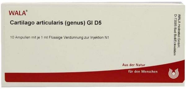 Cartilago Artic. Genus Gl D 5 Ampullen