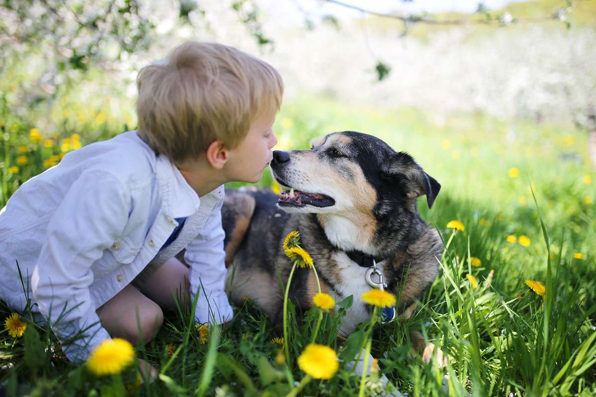 Würmer beim Hund Symptome &amp; Behandlung Volksversand Versandapotheke