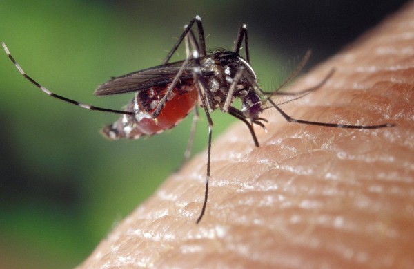 Mückenstich in Nahaufnahme