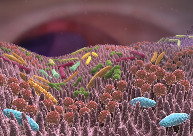 Darmflora mit Bakterien, darunter Kaktobazillen und Bifidobakterien