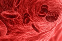 Rote Blutkörperchen in einem Blutgefäß