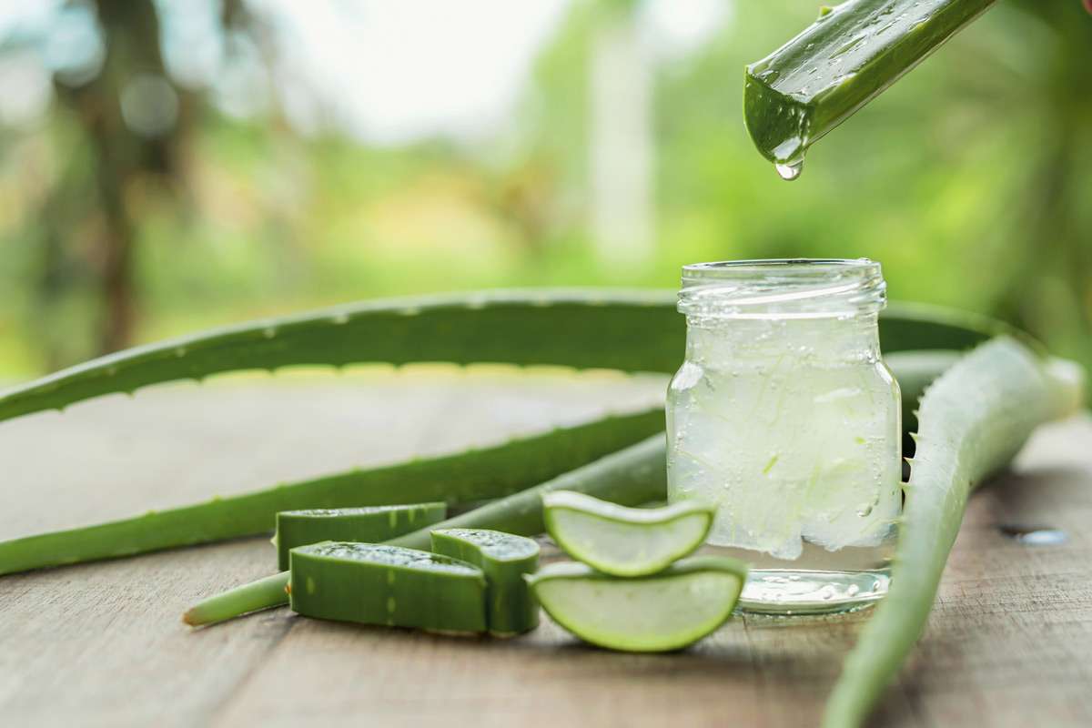 Aloe Vera & ihre Wirkung auf die Haut Volksversand Versandapotheke
